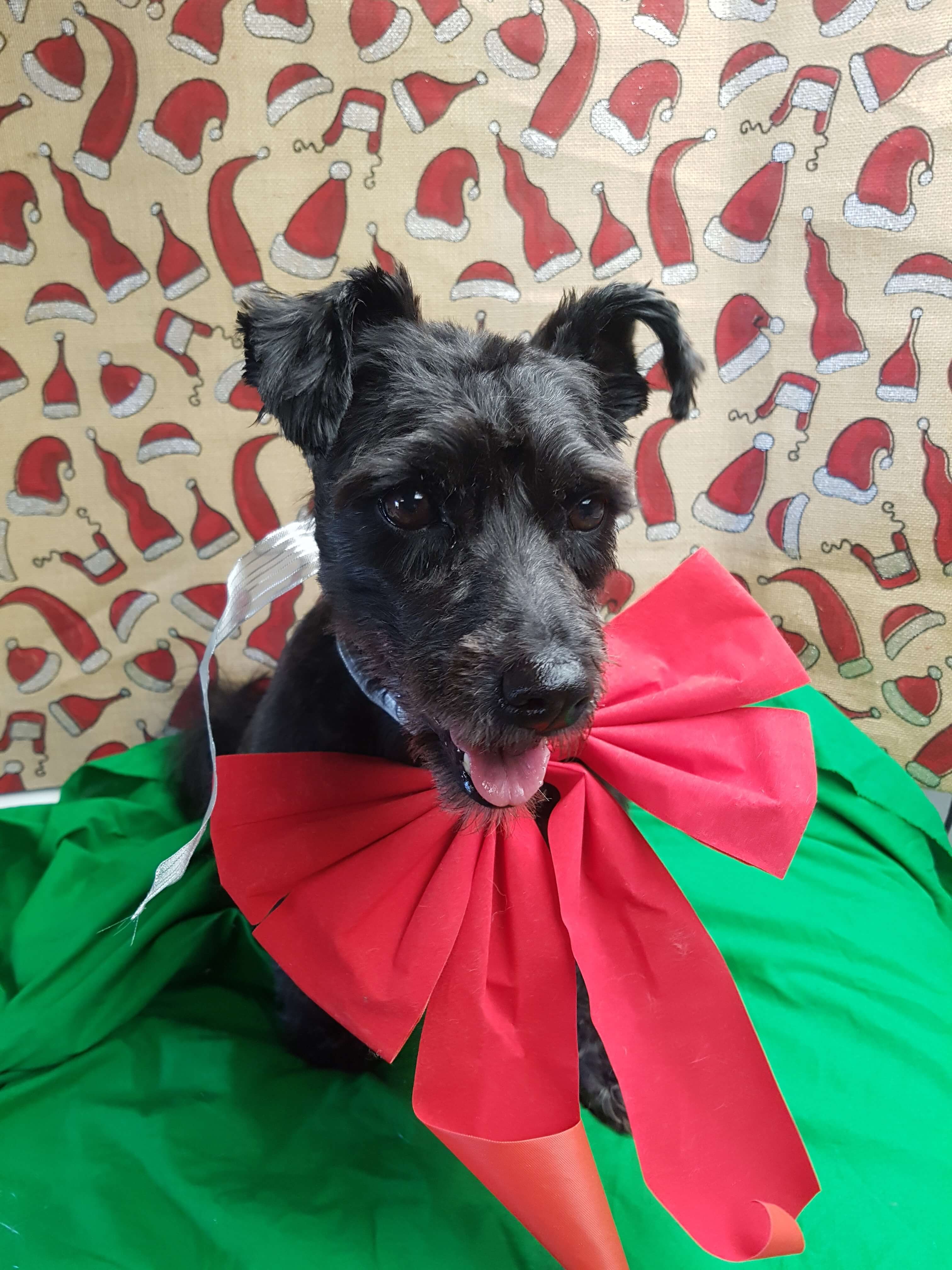 Christmas bookings filling fast! – Yuppie Puppies